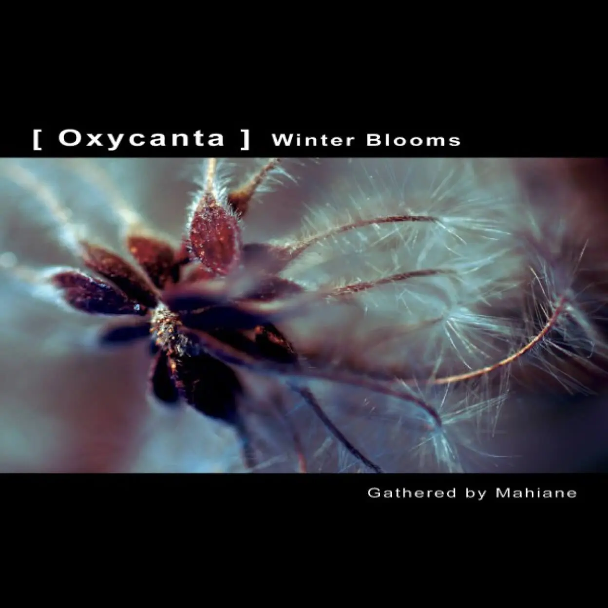 OXYCANTA Winter Blooms Album Cover